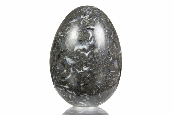 Polished Black Coquina Egg - California #334179